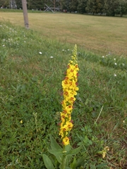 Verbascum nigrum