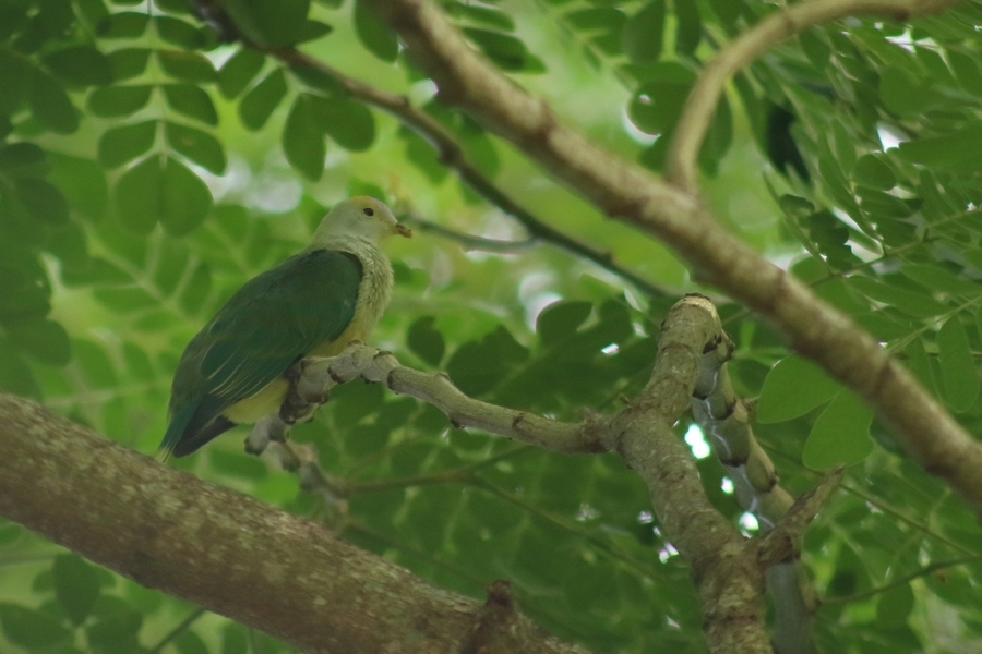 Raiatea Fruit-Dove (Ptilinopus chrysogaster) photo