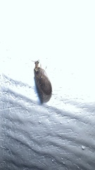 Sympherobius occidentalis