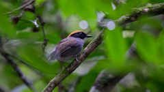 Conopophaga melanops