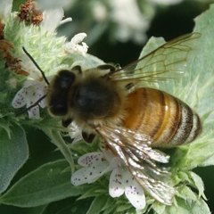Apis mellifera