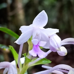 Calanthe masuca