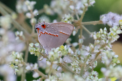 Electrostrymon endymion