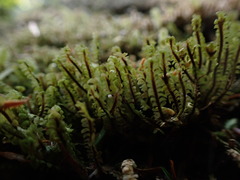 Macrodiplophyllum rubrum