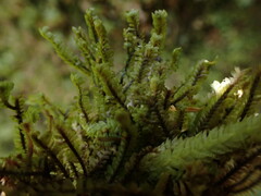 Macrodiplophyllum rubrum