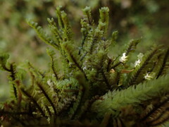 Macrodiplophyllum rubrum