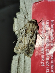 Agrotis ripae