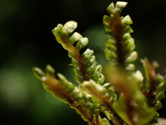 Macrodiplophyllum rubrum
