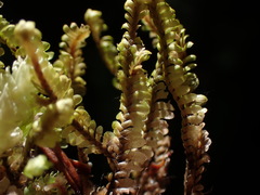 Macrodiplophyllum rubrum