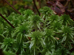 Sphagnum pacificum