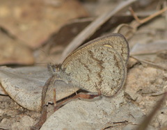 Ypthima lisandra