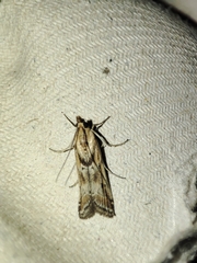 Ancylosis cinnamomella
