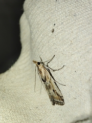 Ancylosis cinnamomella