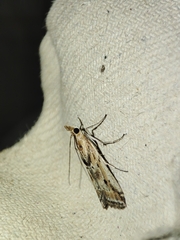 Ancylosis cinnamomella