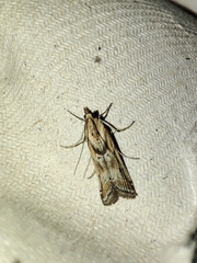 Ancylosis cinnamomella