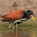 Wattled Jacana - Photo (c) Robin Gwen Agarwal, some rights reserved (CC BY-NC), uploaded by Robin Gwen Agarwal