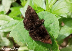 Pachyneuria licisca