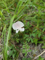 Tephrosia florida