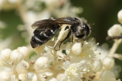 Andrena