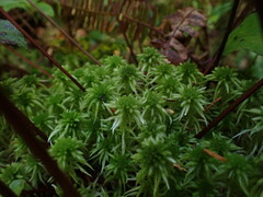 Sphagnum pacificum