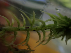 Sphagnum pacificum
