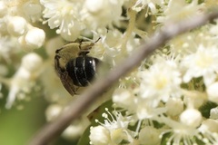 Andrena