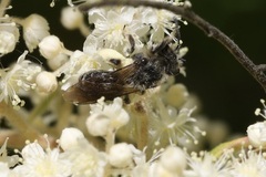Andrena