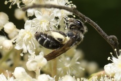 Andrena