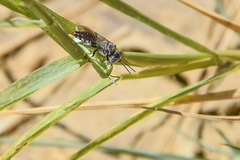 Tachysphex terminatus