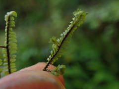 Macrodiplophyllum rubrum