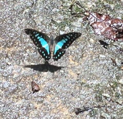 Graphium evemon eventus