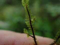Macrodiplophyllum rubrum
