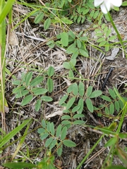Tephrosia florida