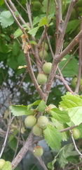 Prunus triloba