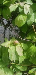 Prunus triloba
