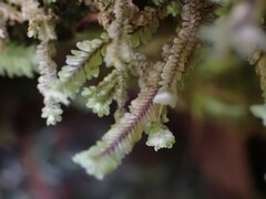 Macrodiplophyllum rubrum