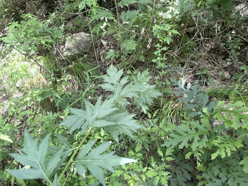 Artemisia igniaria iNat (3)