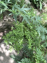 Artemisia igniaria