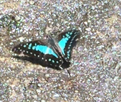 Graphium evemon eventus