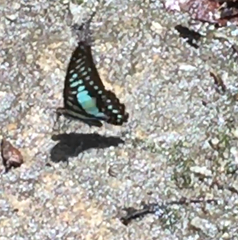 Graphium evemon eventus