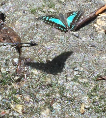 Graphium evemon eventus