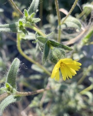 Madia citriodora