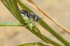 Tachysphex terminatus