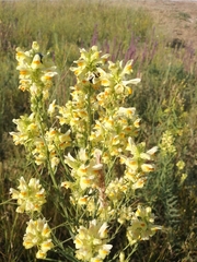 Linaria biebersteinii ruthenica