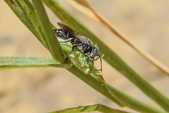 Tachysphex terminatus