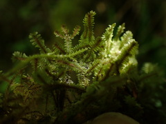 Macrodiplophyllum rubrum