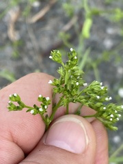 Valerianella rimosa