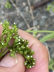 Valerianella rimosa