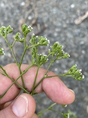 Valerianella rimosa