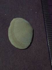 Semele bellastriata